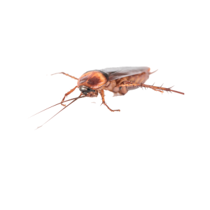 Cucarachas