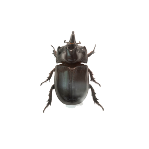 Insectos